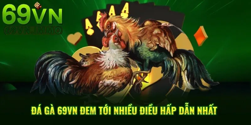 Đá gà 69vn đem tới nhiều điều hấp dẫn