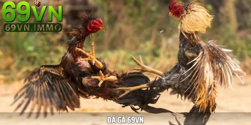 Hướng dẫn tham gia đá gà cho người chơi