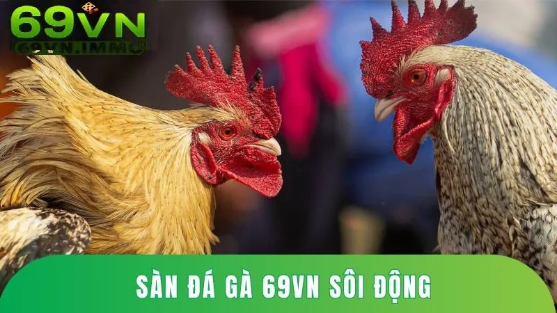 Sân đá gà 69vn sôi động và hấp dẫn